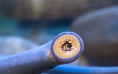 New Fact Sheet – Friend or Foe