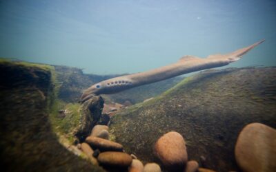 New StoryMap: Pacific Lamprey, Our Ancient Friend