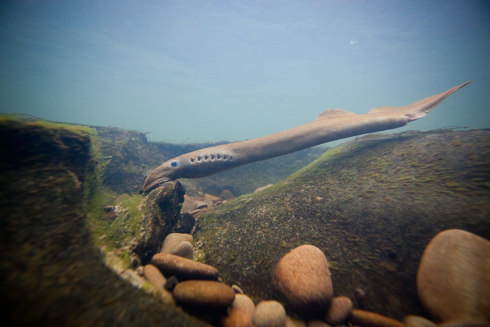 Adult Pacific Lamprey attached to a rock in a stream bed.